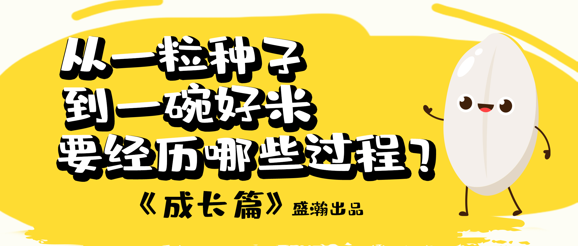 大米的一生-成長篇 | 從一粒種子到一碗好米要經(jīng)歷哪些過程？